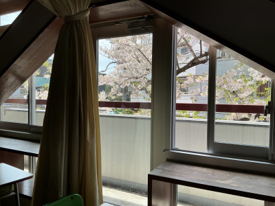 3正面玄関側の桜