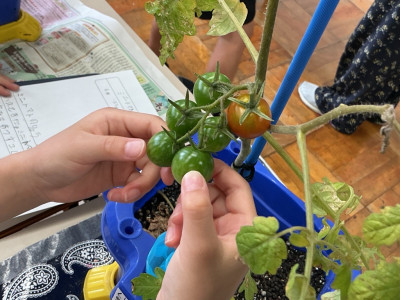 tomate5